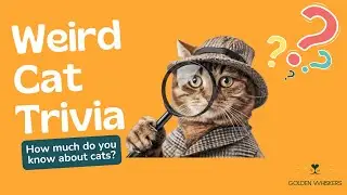 Weird Cat Trivia Quiz | Think You Know Cats? These 7 Questions Will Surprise You! 🐾