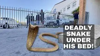 Deadly snake UNDER his bed