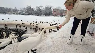 Żywe symbole Ostródy