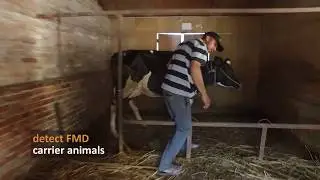 FMD Collecting a probang sample