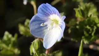 Persian speedwell | plant functional types | ruderals