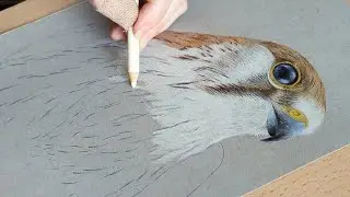 Kestrel Falcon Portrait Timelapse Drawing