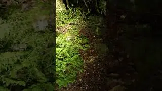 SCARIEST NIGHT OF MY LIFE ALONE IN HAUNTED JAPANESE SUICIDE FOREST | AOKIGAHARA 青木ヶ原 