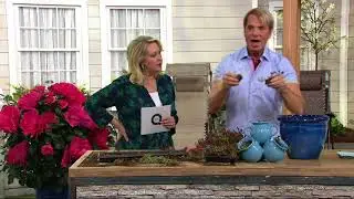 Cottage Farms Red Hot Rio Sedum Tile on QVC