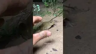 Boing catch frogs funny | frogg catch funny wep wep | funny froggy #shorts #frog #funny