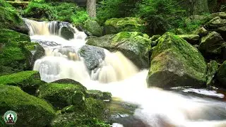 Natural Stream, Waterfall, Soothing water sounds that help you relax