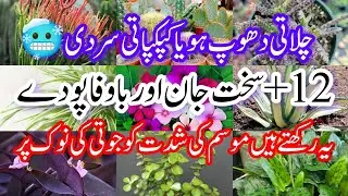 12+ supper hardy plants grow from cuttings.permenent hardy plants grow all year @Myowngarden141 