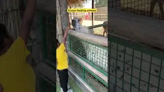 Feeding animals #kidsvideo #dubai #cute #animals #feedinganimals