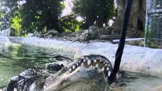 Vulture Alligator Torture Test w/ Chris Gillette