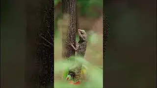 Animal Quiz Trivia Questions - Reptile Edition! #animalquiz # #hardquiz#quiztime