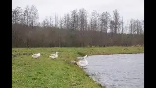 Projektas Cholmogorai pradetas !!!