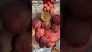 Fresh fruit cutting on tree #fruit #nature #fruitcutting #satisfying #shorts