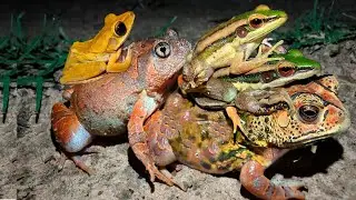 Catch funny frogs jumping 🐸 | frog fly funny catching | jump funny catching | animals funny frog 🐸 😆