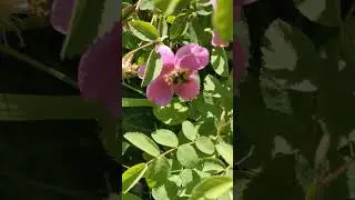 Bumblebee Pollinating a Rose in Nature by Slow Botanicals Rose Skincare Products #skinwellness