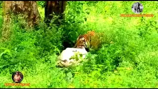 Tiger kills cows at Devar Solay Devan estate, The Nilgiris || தேவர் சோலை தேவன் எஸ்டேட்