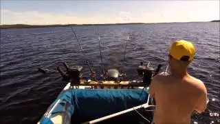 Järvilohi takilasta
