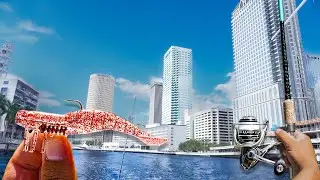 Urban Fishing Downtown Tampa A Hidden Goldmine!
