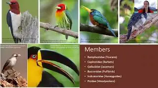 Piciformes Clade Presentation