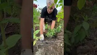 Три важный правила при посадке гортензий массивом #дача #огород #сад #garden #лайфхаки