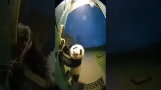 🐼 Baby Panda Clings for Life Until THIS 😱