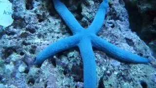 Blue Starfish (Linckia Laevigata) || AquaFishViet.com