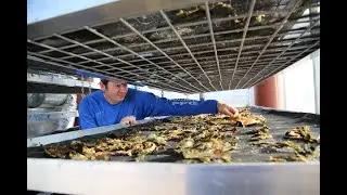 Arizona startup tackles food waste with solar drying technology