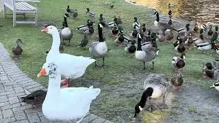 Watching the ducks at Stanley Park #stanleypark #westfield #massachusetts #ducks #park #nature 