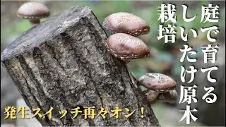 【しいたけ原木栽培】購入から1年経ったしいたけ原木の状態！収穫しいたけはバター醬油焼きと干し椎茸に！　~State after one year of shiitake cultivation~