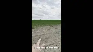 Corn Poland success story