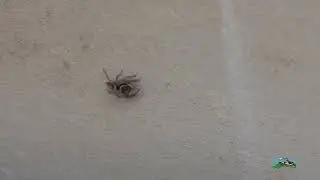 Hasarius adansoni