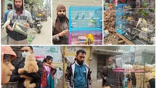 বছরের শেষ পাখির হাট, কেমন ছিলো ২৬/১২/২০২৫ পাখির হাট #ytshorts
