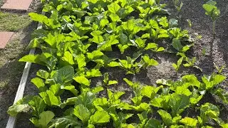 The Wrong Way Vs. The Right Way(To Plant Mustard Greens)