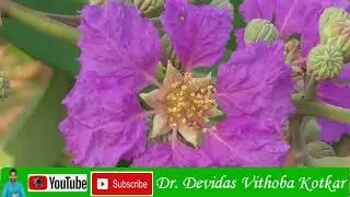Lagerstroemia speciosa Giant crepe-myrtle | Queen's crepe-myrtle | Banab&aacute; plant | Pride of India