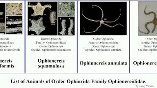 List of Animals of Order Ophiurida Family Ophionereididae. ophionereis tigris fasciata olivacea