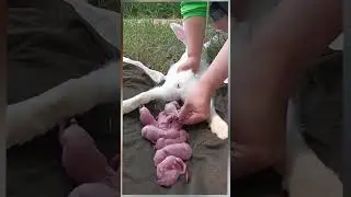 How rabbits give birth | Cute baby rabbits #66