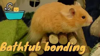 Bathtub Bonding With My Hamster | Cosmic Hamsters