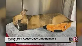Animal abuse nearly kills young puppy