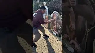 Humans vs. Animals Strength Test