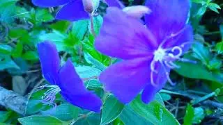 #beautiful #nature #wildlife #sinharajaya 
