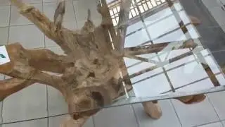 Teak root table