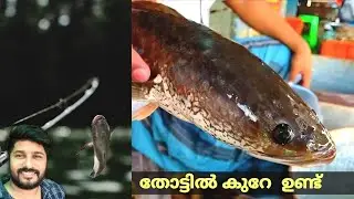 how to Bait fishing ഒരുപാടുണ്ട് Chodian മീൻ   #fish #baiting