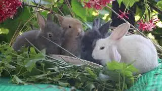 うさぎ ネザーランド rabbit bunny