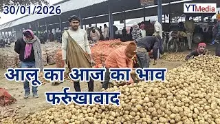 30/01/2026 आलू का आज का भाव फर्रुखाबाद मंडी/ Aalu ka bhav today Farrukhabad 