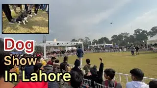 Dog show in race course park Lahore | beautiful dog show | dogs vlog @rajabbutt94