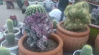 Vlog#280;two time visit @ botanical garden Baguio city.