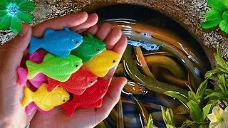 Catch Stranger Freshwater Aquarium Fish In Giant Colorful Egg, Eel, Goldfish, Discus, Catfish,Turtle