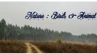 Nature:- Animal and birds from different places ।। Goat fight style #goat #birds #squirrel #Pigeon