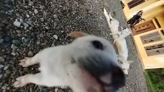 happy and adorable puppy