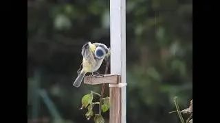 Blaumeise bei der Gefiederpflege