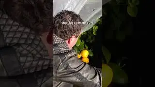 Тропические фрукты в снегу? 🍊❄️